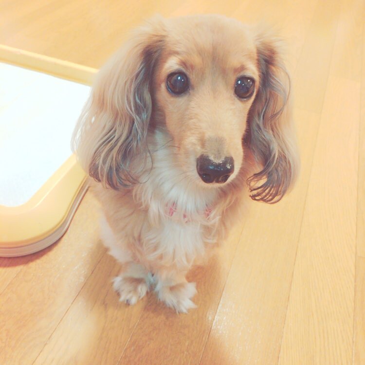 Kurika : Ayumikurikamaki | くりか : あゆみくりかまき